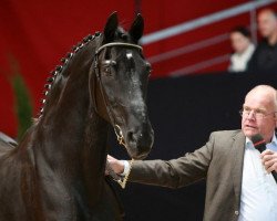 stallion Creool (KWPN (Royal Dutch Sporthorse), 1984, from Akteur)