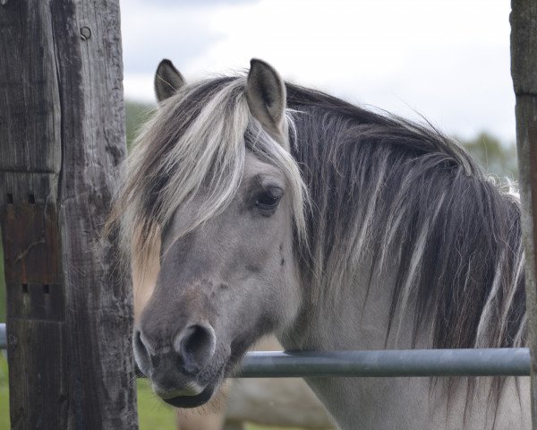 broodmare Bojana (Fjord Horse, 2004, from Isidor)