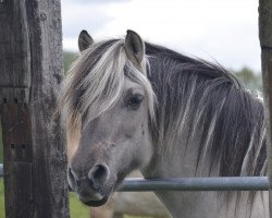 Zuchtstute Bojana (Fjordpferd, 2004, von Isidor)