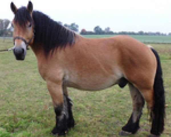 dressage horse Moritz (Hessian Warmblood, 2008, from Achat 2660)