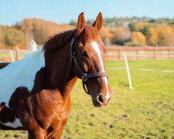 stallion Legolas (German Sport Horse, 2005, from Landzauber)