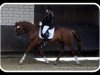 dressage horse Candour T-A (KWPN (Royal Dutch Sporthorse), 2007, from Tolando)