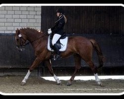 dressage horse Candour T-A (KWPN (Royal Dutch Sporthorse), 2007, from Tolando)