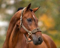 stallion Lill Cotte Hastak (Swedish Warmblood, 2004, from Cortus)