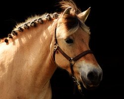 broodmare Dwina (Fjord Horse, 2001, from Isidor)