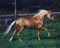 stallion Borak (Berber, 1992, from Unbekannt)