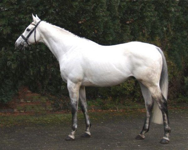 stallion Siamo xx (Thoroughbred, 1997, from Java Gold xx)