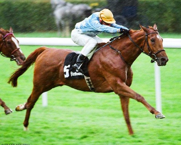 stallion Sword Local xx (Thoroughbred, 1997, from Local Suitor xx)