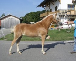 dressage horse Obinia (5,86% ox) (Edelbluthaflinger, 2011, from Stargate-M)