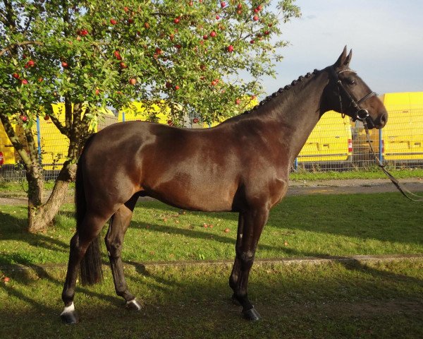 dressage horse Dynero (Hanoverian, 2008, from Davis Cup)