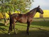 dressage horse Dynero (Hanoverian, 2008, from Davis Cup)