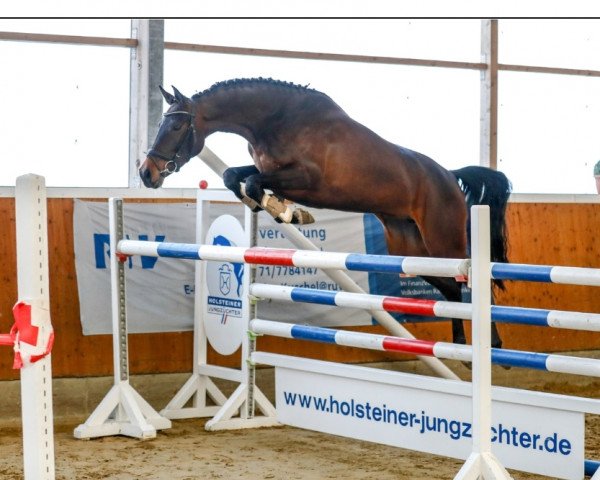 jumper Casella 5 (Holsteiner, 2015, from Cascado Elite)