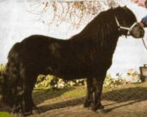 Deckhengst Hatcher van Stal Brammelo (Shetland Pony (unter 87 cm), 1993, von Dempsy van de Dennenhove)