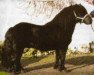 stallion Hatcher van Stal Brammelo (Shetland pony (under 87 cm), 1993, from Dempsy van de Dennenhove)