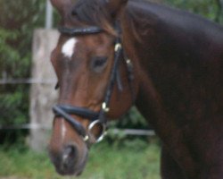 horse Wariander 6 (Hanoverian, 1994, from Waldsee)