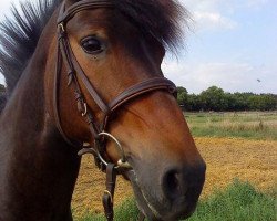 broodmare Tweetys Shadow Dolly (Haflinger Mix, 1994)