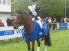 dressage horse Baron (New Forest Pony, 2005, from Snippeling Boy)