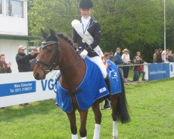 dressage horse Baron (New Forest Pony, 2005, from Snippeling Boy)