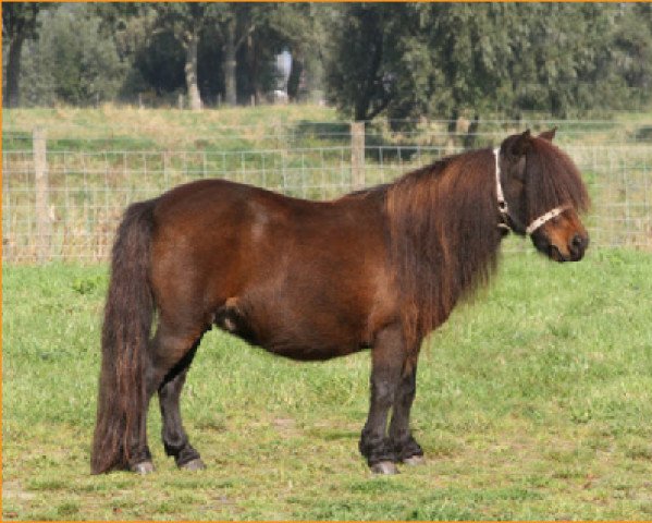 broodmare Hijke v.d. Rakkertjes (Shetland pony (under 87 cm),  , from Cuno v.d. Lindenhof)