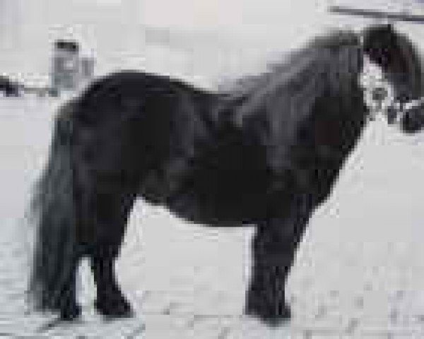 stallion Cuno v.d. Lindenhof (Shetland pony (under 87 cm), 1988, from Fairy Goldsmith)