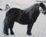 Deckhengst Cuno v.d. Lindenhof (Shetland Pony (unter 87 cm), 1988, von Fairy Goldsmith)