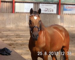 Pferd Galaxie (Holsteiner, 1992, von Roderik)