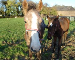 Springpferd Commander Bond (Holsteiner, 2016, von Colman)