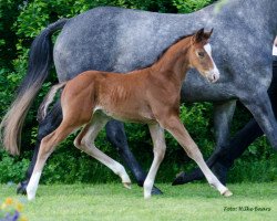 Dressurpferd Chatan (Trakehner, 2013, von Dürrenmatt (ex Domino))