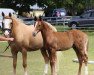 dressage horse Null Null Sieben (German Riding Pony, 2017, from Nancho's Golden Star)