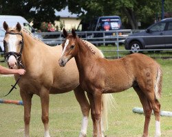 Dressurpferd Null Null Sieben (Deutsches Reitpony, 2017, von Nancho's Golden Star)