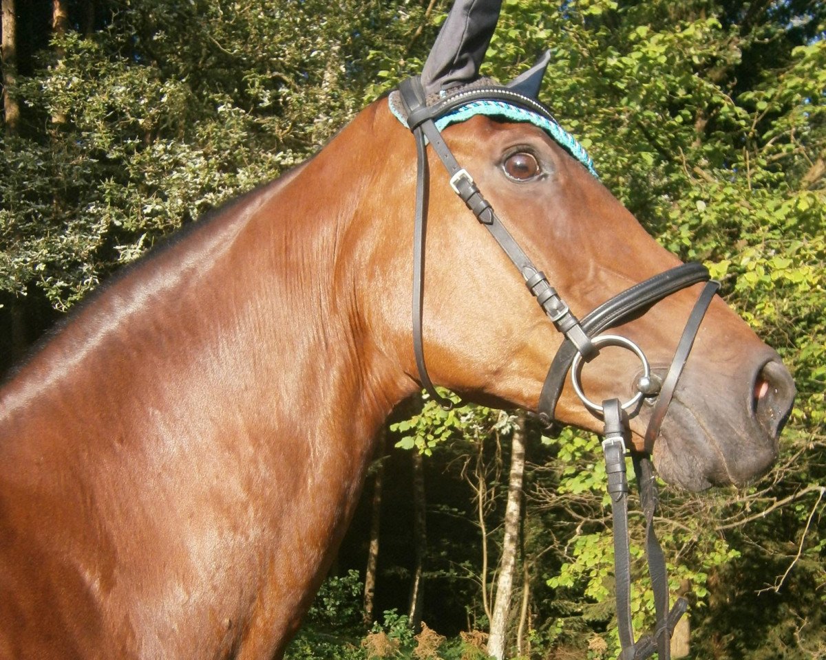 broodmare Donnergirl (Bavarian, 1995, from Donnerschlag)