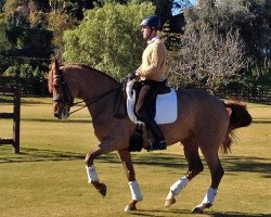 dressage horse Coral Reef Wylea (Westphalian, 2000, from Weinberg)