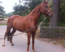 jumper Apacello (Hanoverian, 2009, from Abanos)