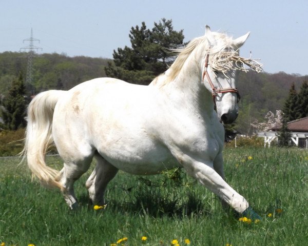 horse Wallaby 31 (Hanoverian, 1986, from Watzmann)