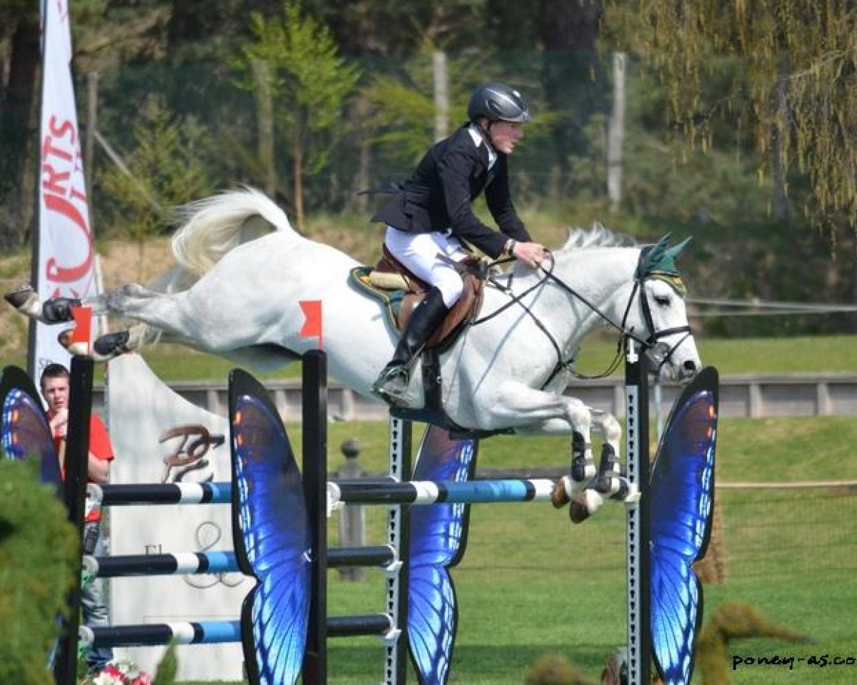 Deckhengst Don Carlos 185 (Deutsches Reitpony, 2005, von Douglas)