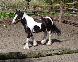 horse Bounty de la Avenir (Tinker / Irish Cob / Gypsy Vanner, 2005, from Big Foot)