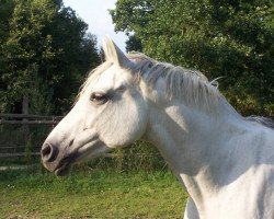 broodmare Calinca (Trakehner, 1999, from Tanzmeister I)