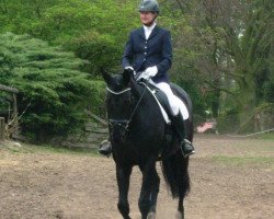 dressage horse Duke of Gregory (Oldenburg, 1999, from Don Gregory)