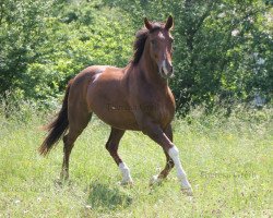 dressage horse Danieux (Bavarian, 2003, from Danubius R)