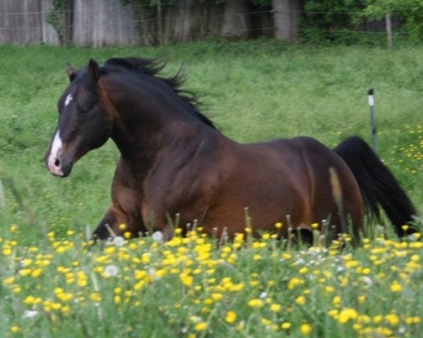 Deckhengst Powernics Remidy (Quarter Horse, 2000, von Powernic)