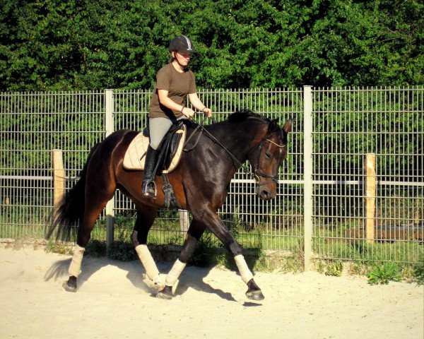 Pferd Prestige E (Westfale, 2008, von Praktiker)