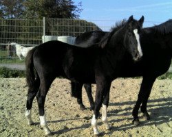 Springpferd Campari E (Westfale, 2011, von Cordynox)