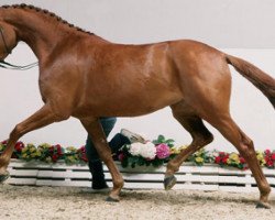 broodmare Red Sugar (Oldenburg, 2003, from Relevant)