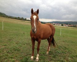 horse Lenora (German Sport Horse, 1995, from Lomber xx)