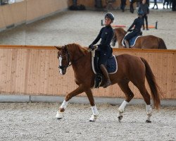 dressage horse GAW Stefan T. (Westphalian, 2016, from Sir Heinrich OLD)