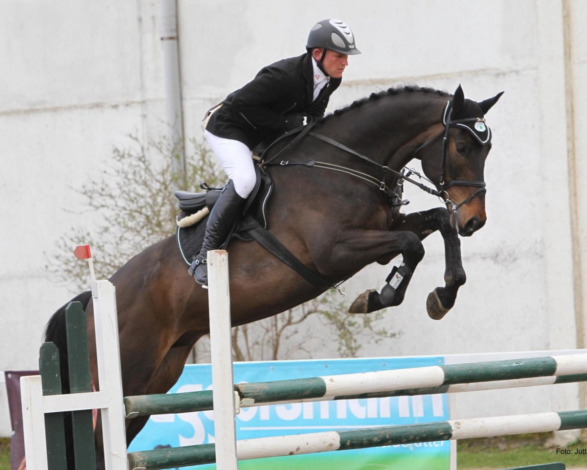 jumper Quidano (Mecklenburg, 2006, from Quidam's Rubin)