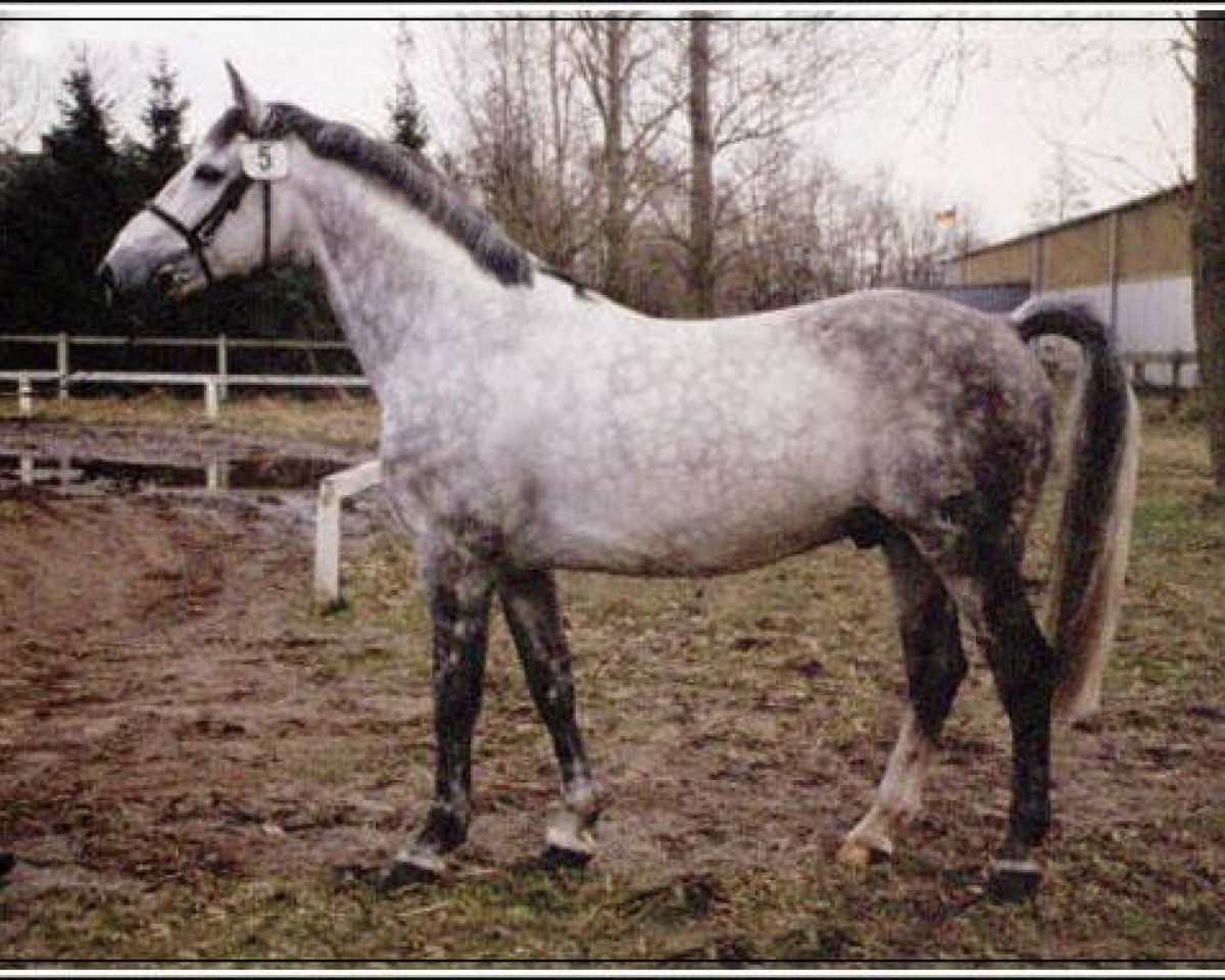 Deckhengst Wingolf II (Schweres Warmblut, 1987, von Windur AA)