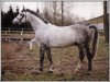 Deckhengst Wingolf II (Schweres Warmblut, 1987, von Windur AA)