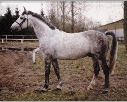 Deckhengst Wingolf II (Schweres Warmblut, 1987, von Windur AA)