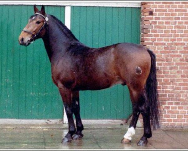 stallion Tello (Heavy Warmblood, 1986, from Thake)